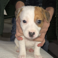 Jack russel femmina