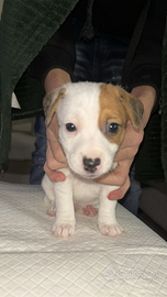 Jack russel femmina