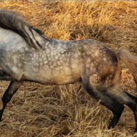 Corsiero Neapolitano Jupiter