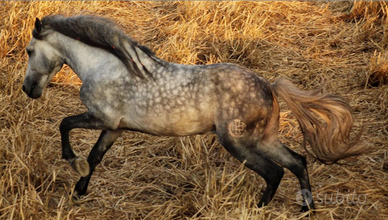 Corsiero Neapolitano Jupiter