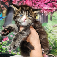 Maine Coon Maschio OCCHI BLU DOMINANTI, LINEE TOP