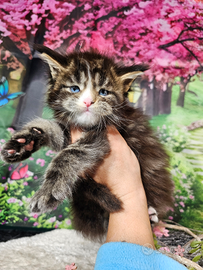 Maine Coon Maschio OCCHI BLU DOMINANTI, LINEE TOP