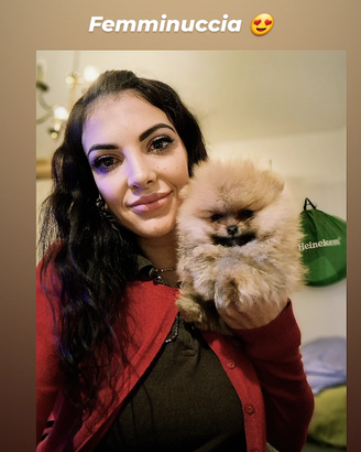 Volpini di pomerania/spitz tedesco nano