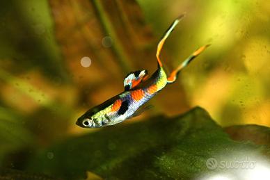 Guppy endel criptocorine vallisnerie anubias dafni