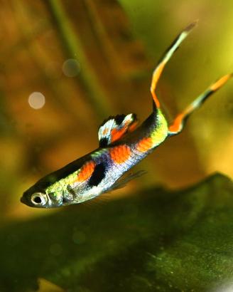 Guppy endel criptocorine vallisnerie anubias dafni