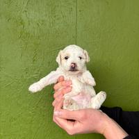 Cucciolo maltipoo