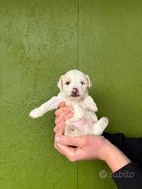 Cucciolo maltipoo