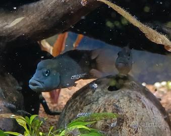 Steatocranus casuarius