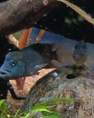 Steatocranus casuarius
