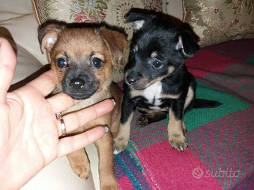 Cuccioli di maltese mix Pinscher