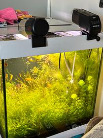 Acquario