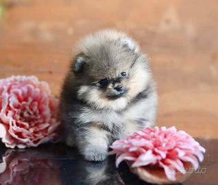 spitz Di Pomerania Mini 