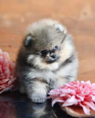spitz Di Pomerania Mini 