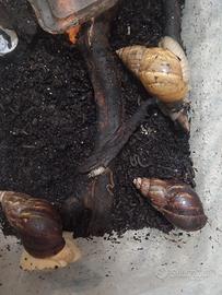 Achatina fulica