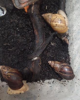 Achatina fulica