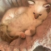 Cucciola ragdoll con pedigree