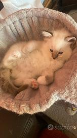 Cucciola ragdoll con pedigree
