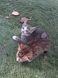 Gattini