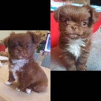 Cuccioli di Chihuahua disponibili nati il 14/01/26