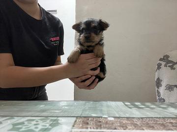 Cucciolo di yorkshire