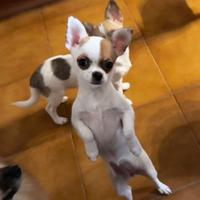 Cuccioli di chihuahua