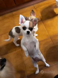 Cuccioli di chihuahua