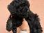 Immagine 11