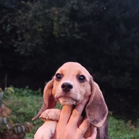 Cucciolo beagle