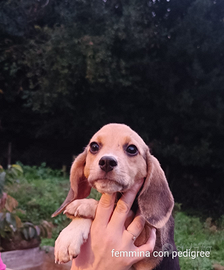 Cucciolo beagle