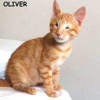 Oliver micio rosso adozione del cuore