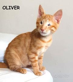 Oliver micio rosso adozione del cuore