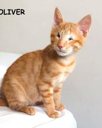 Oliver micio rosso adozione del cuore