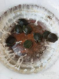 Tartarughe d'acqua