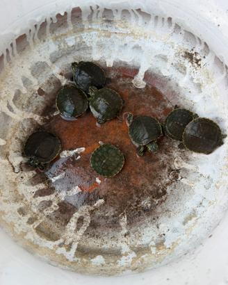 Tartarughe d'acqua