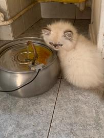 Gattine persiane
