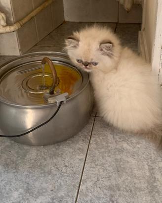 Gattine persiane
