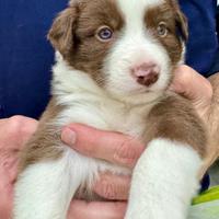 Border Collie pedigree ENCI