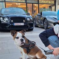 Cucciola Bulldog Inglese con pedigree