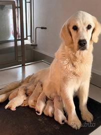 Golden retriver