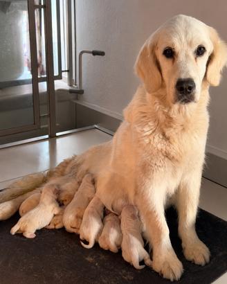 Golden retriver