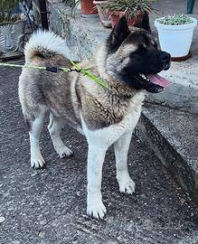 Stallone Akita Americano per monta