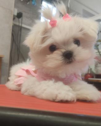 Maltese coreano