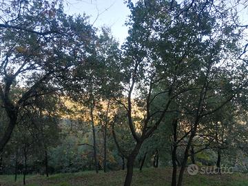 Piccolo bosco da curare insieme