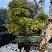 Esemplare di bonsai di acero palmato giapponese