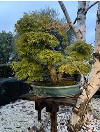 Esemplare di bonsai di acero palmato giapponese