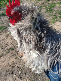 Gallo concicino nano riccio