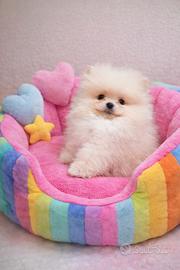 Spitz tedesco nano pomerania