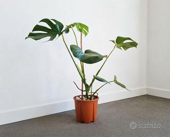 🌿 Pianta Monstera Deliciosa SPLENDIDA 💚