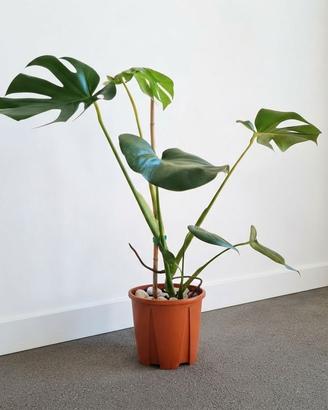 🌿 Pianta Monstera Deliciosa SPLENDIDA 💚