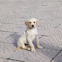 Cuccioli meticci taglia medio/grande